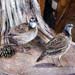 three_quail_with_stump