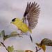 yellow_bird_landing_on_branch