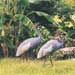 crowned_cranes